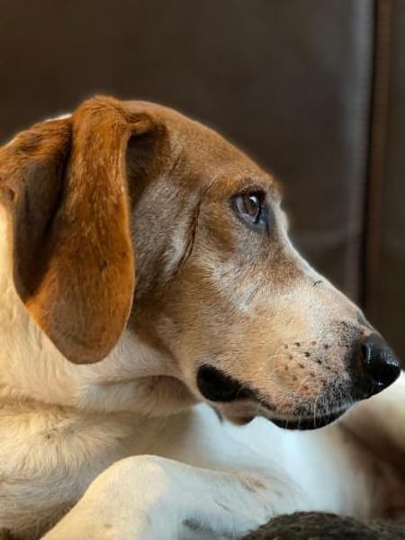 LUCIO ❤ liebevoller Sabueso, Köln