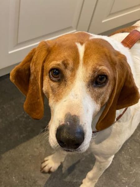 LUCIO ❤ liebevoller Sabueso, Köln