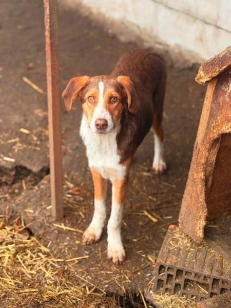Merlin - möchte verzaubern