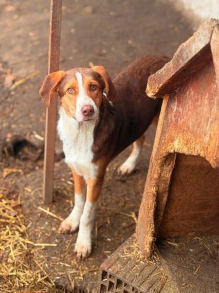 Merlin - möchte verzaubern