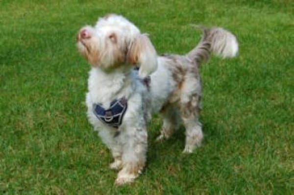 EDDI - Kleiner Mann mit Handicap