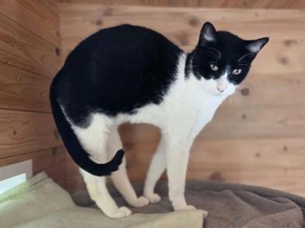 MINO-ruhiger,zurückhaltender Kater