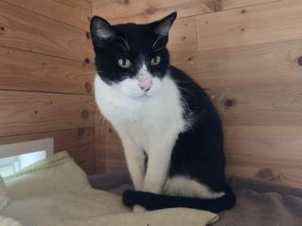 MINO-ruhiger,zurückhaltender Kater