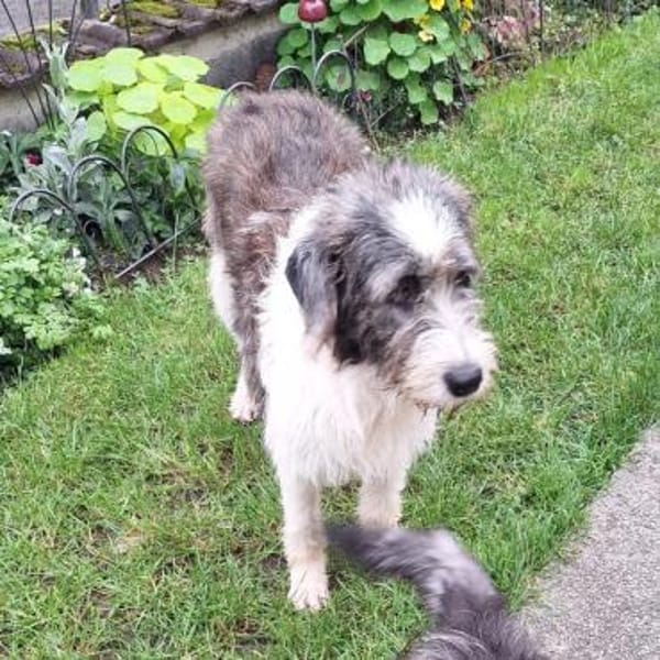 Leslie - bezaubernde liebe Hündin