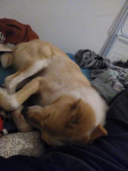 HERMES braucht stabiles Zuhause 🆘‼🆘