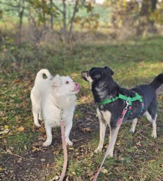 APONI -kleine, selbstbewusste Hündin-