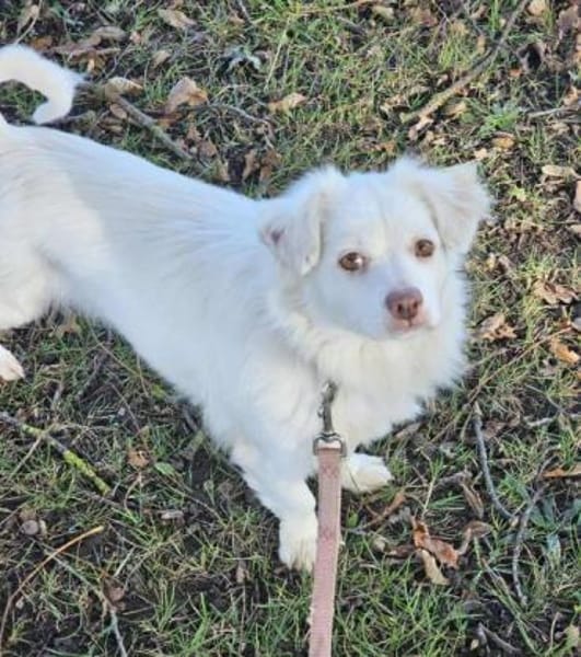 APONI -kleine, selbstbewusste Hündin-