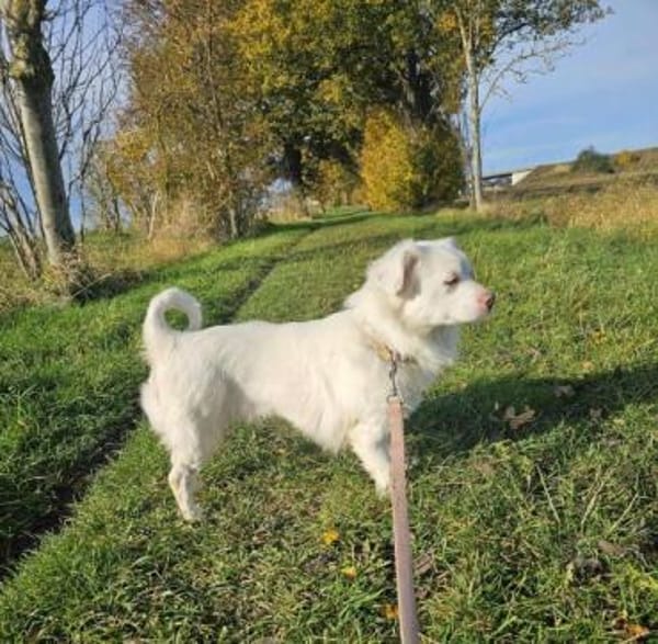 APONI -kleine, selbstbewusste Hündin-