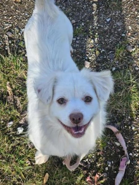 APONI -kleine, selbstbewusste Hündin-