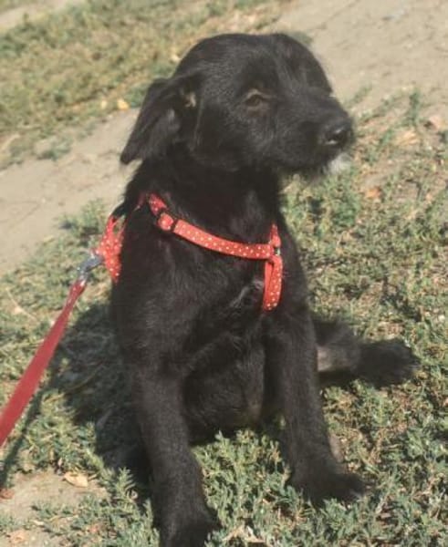 Silvia - liebenswertes Hundemädel