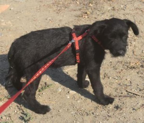 Silvia - liebenswertes Hundemädel