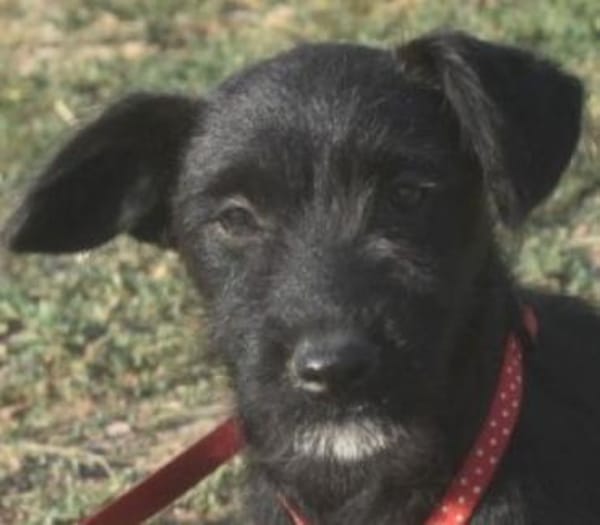 Silvia - liebenswertes Hundemädel