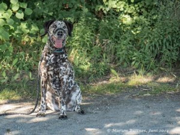 Nemo ist ein besonderer Hund