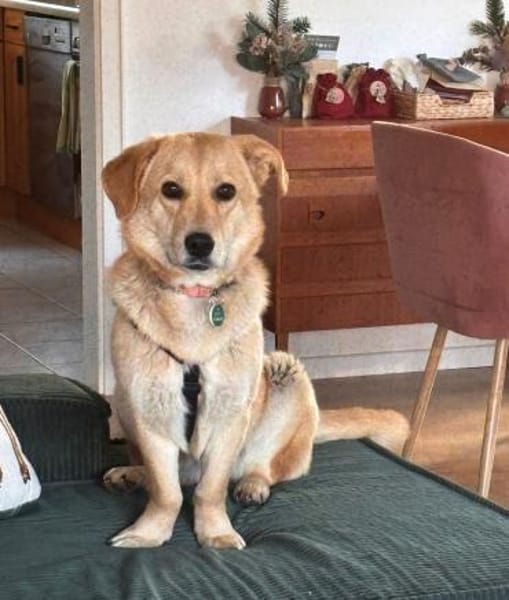 Lidya sucht ihre Familie mit Hundekumpel