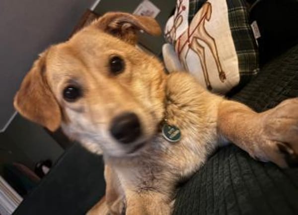 Lidya sucht ihre Familie mit Hundekumpel