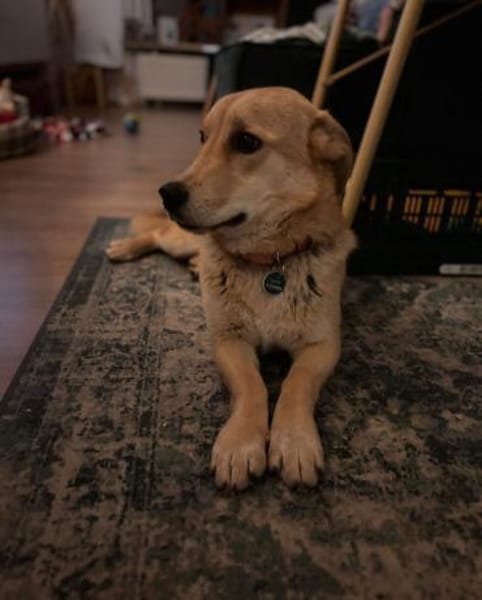 Lidya sucht ihre Familie mit Hundekumpel