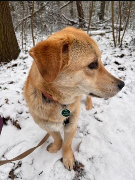 Lidya sucht ihre Familie mit Hundekumpel