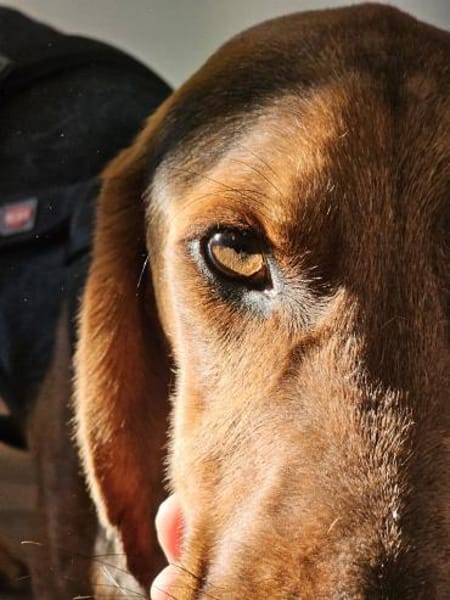 Pluto aus 04357 Leipzig