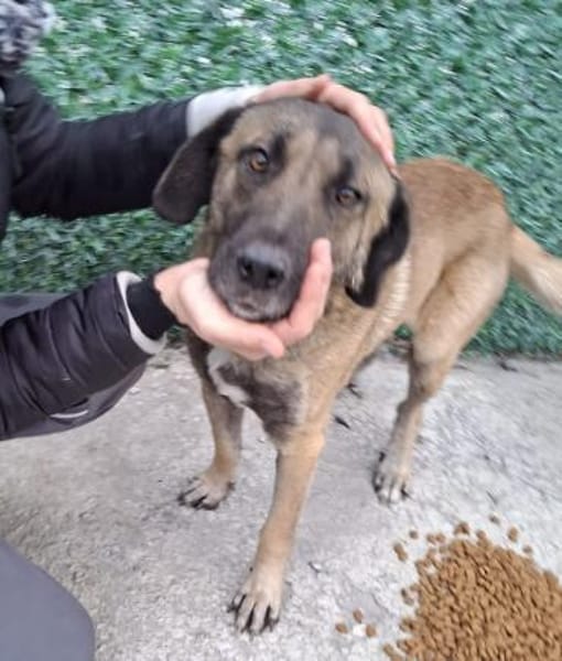 Bobby sucht liebevolles Zuhause