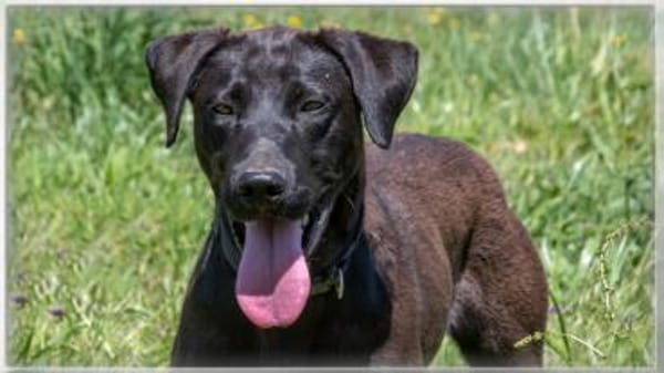 Jack wartet in Süddeutschland