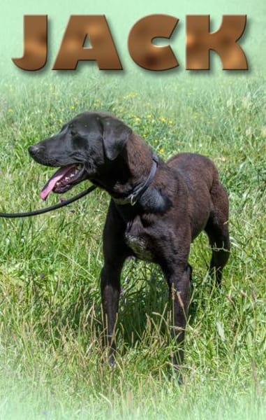 Jack wartet in Süddeutschland