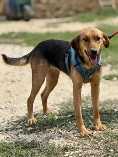 Anett - gerne auch zu Katzen