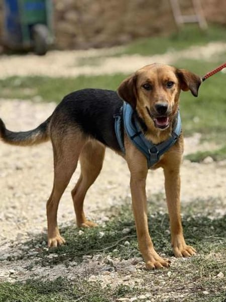Anett - gerne auch zu Katzen