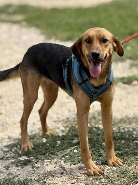 Anett - gerne auch zu Katzen