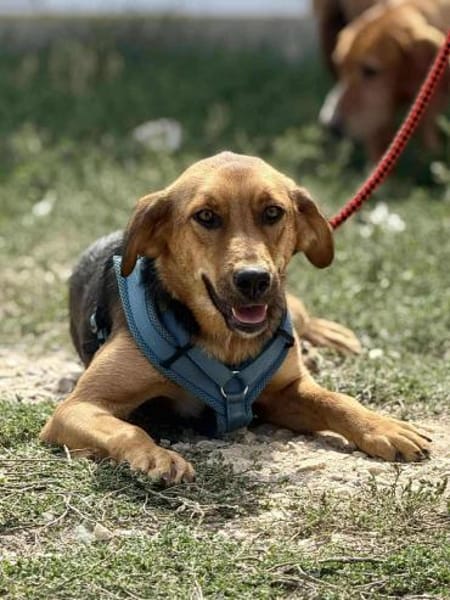Anett - gerne auch zu Katzen