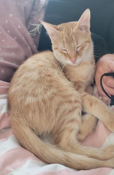 Zuckerschnute Cinnamone