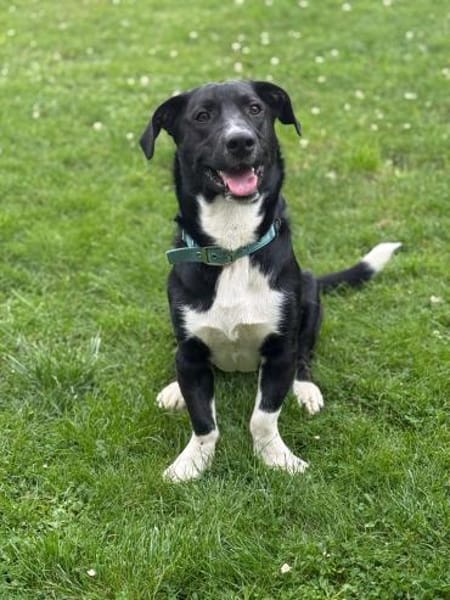 Sam sucht eine neue Familie