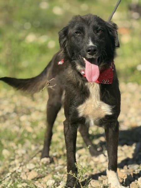 Nayla _ gerne in eine Familie