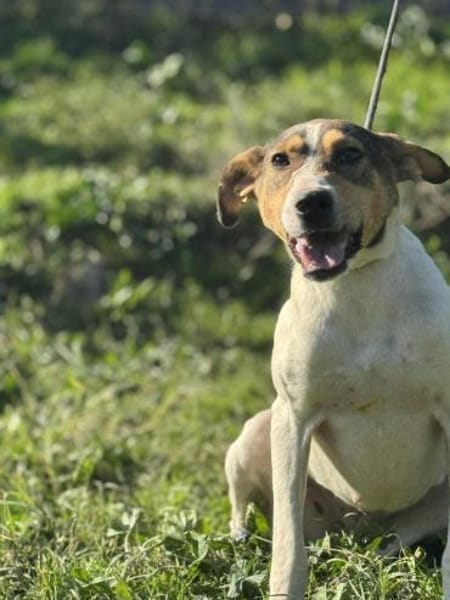 Holly - absolut pflegeleicht