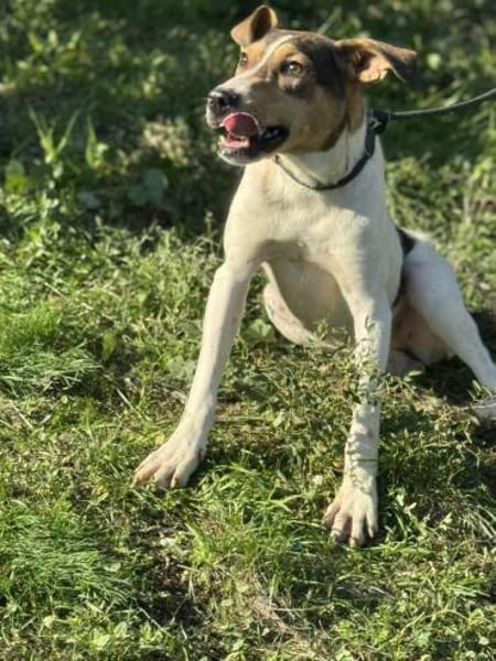 Holly - absolut pflegeleicht