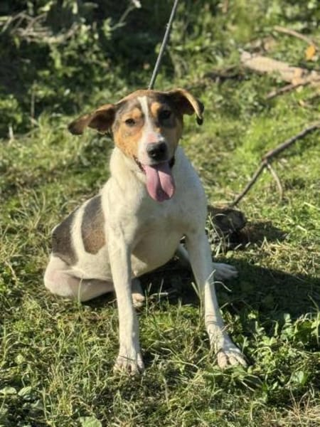 Holly - absolut pflegeleicht