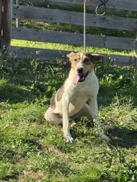 Holly - absolut pflegeleicht