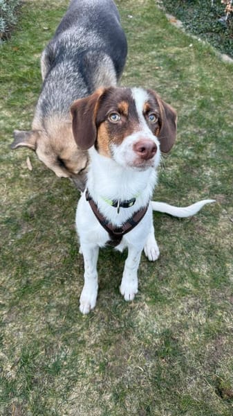 Kleine Hündin will hoch hinaus- Duda