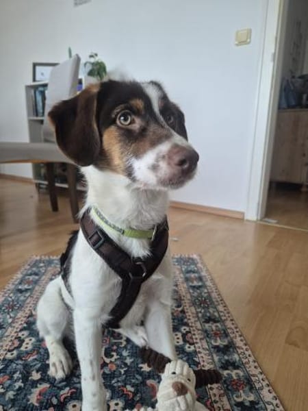 Kleine Hündin will hoch hinaus- Duda