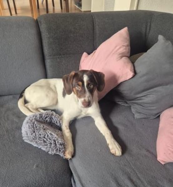 Kleine Hündin will hoch hinaus- Duda