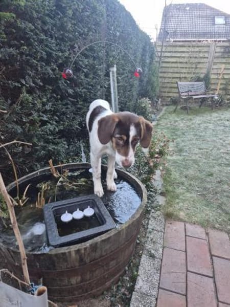 Kleine Hündin will hoch hinaus- Duda