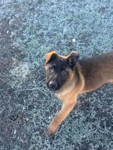 Seneca sucht verständnisvolle Hände