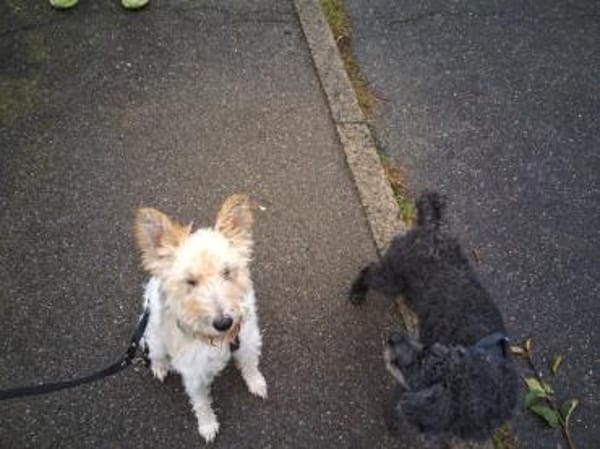 Cory, Foxterrier-Mix, sucht ein Zuhause