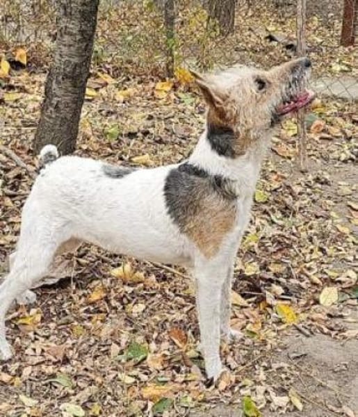 Cory, Foxterrier-Mix, sucht ein Zuhause