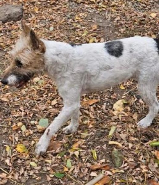 Cory, Foxterrier-Mix, sucht ein Zuhause