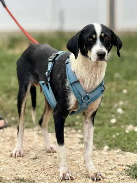 Celine - eine kleine Schönheiut