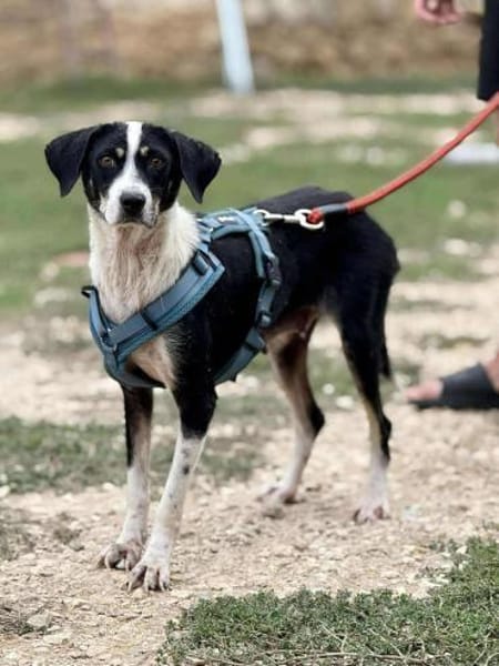 Celine - eine kleine Schönheiut