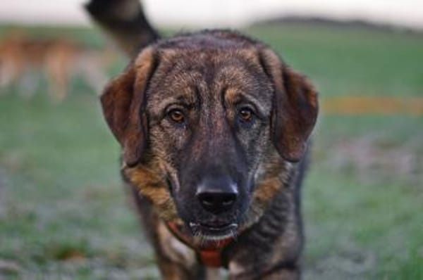 Die liebe 💕Raija 💕sucht ihre Menschen