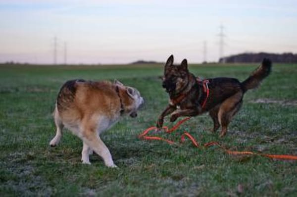 Die liebe 💕Raija 💕sucht ihre Menschen
