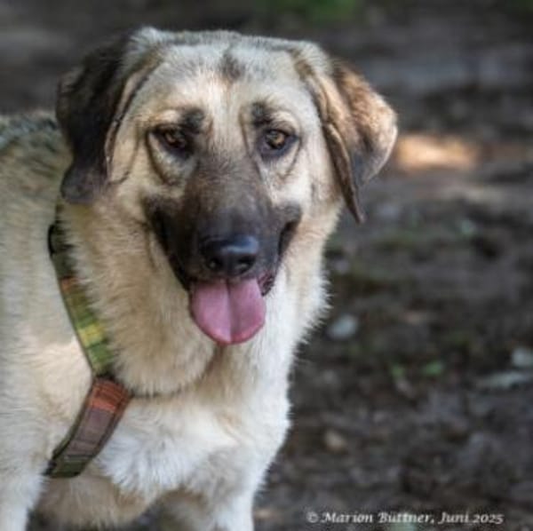 Chepi sucht standfeste Menschen