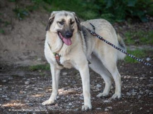 Chepi sucht standfeste Menschen